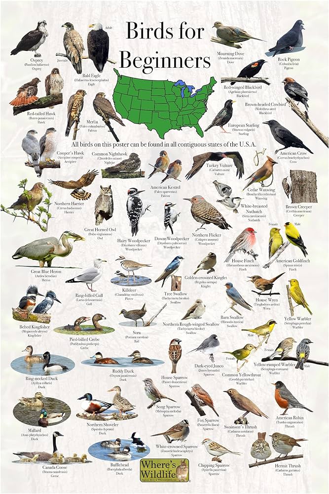 bird id chard