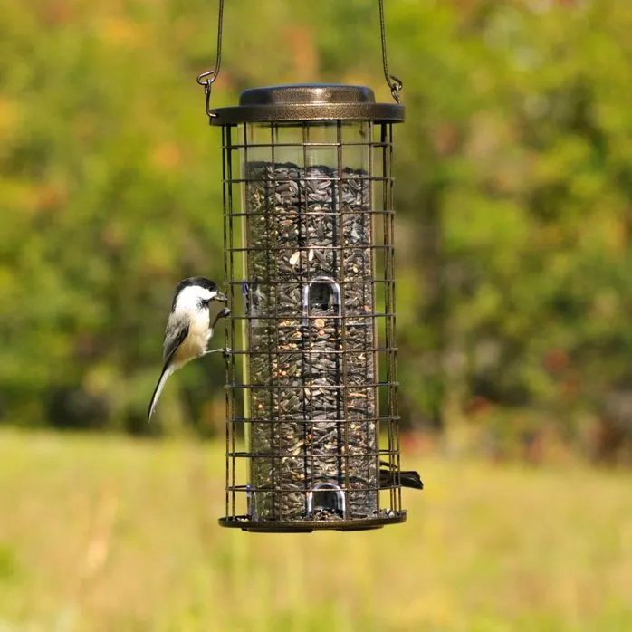 wild bird feeder