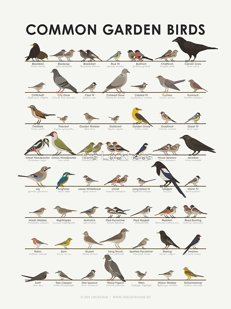 bird id chart