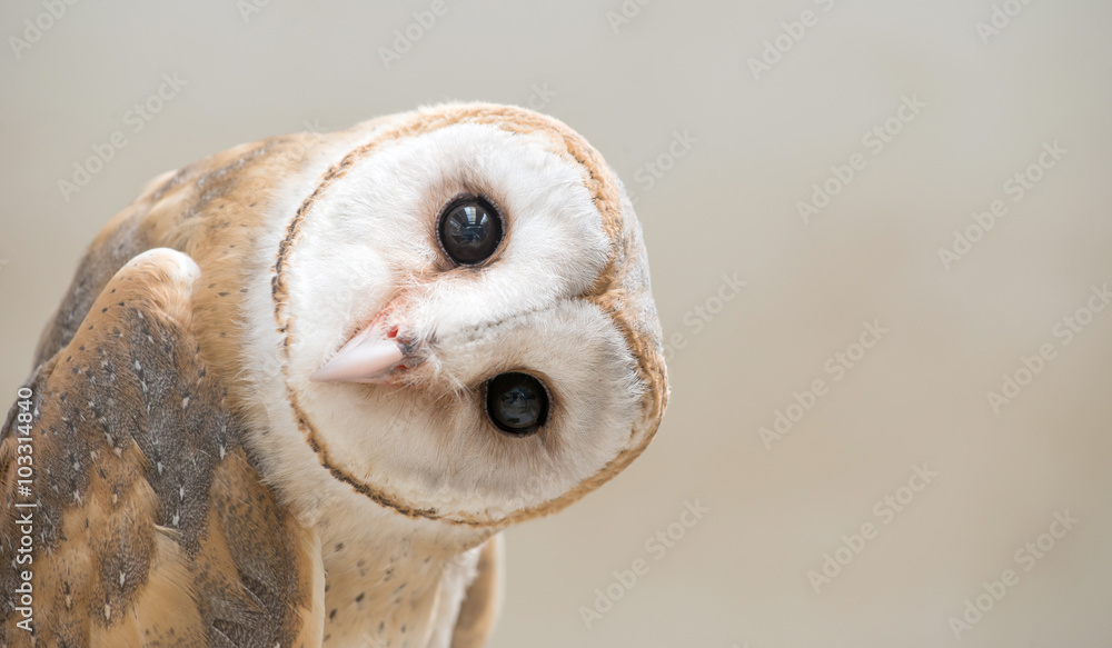 barn owl